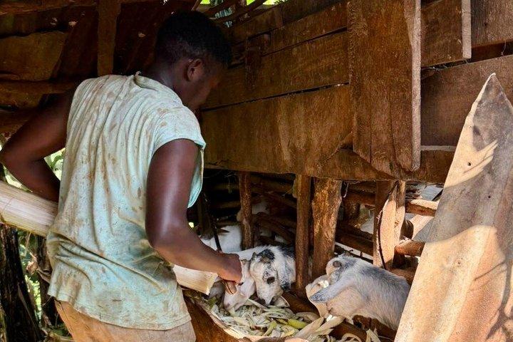 Moshi: Materuni Waterfall Hike & Coffee Farm - Village Experience