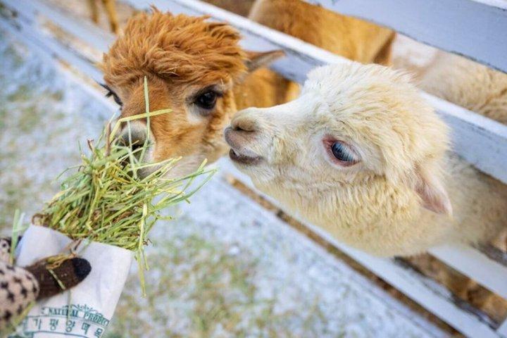 Alpaca World and Gangchon Rail Bike Day Trip from Seoul