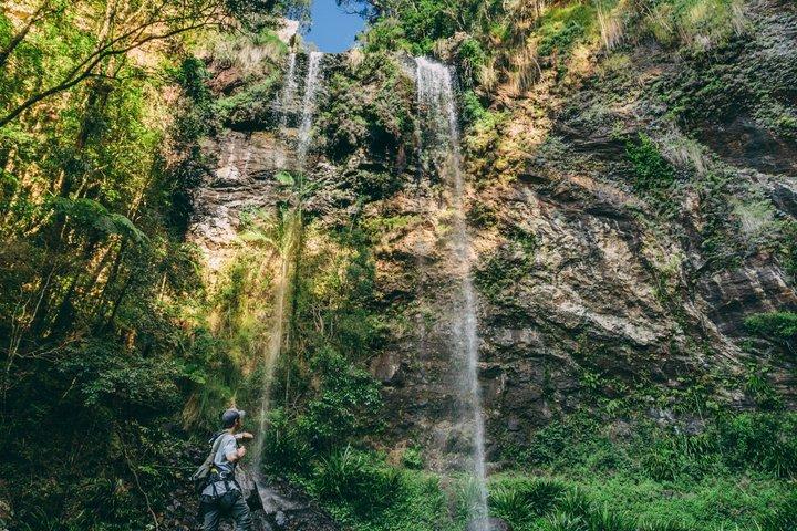 Gold Coast Hinterland Waterfalls & Rainforest Private Tour