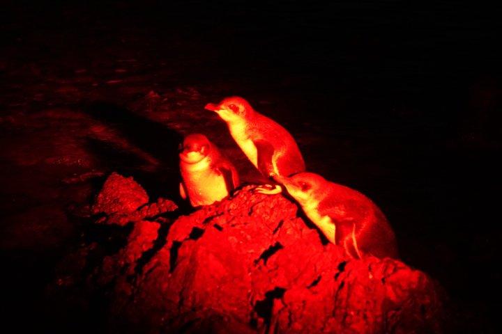 Auckland Tiritiri Matangi Island Sea Kayak and Penguin Tour