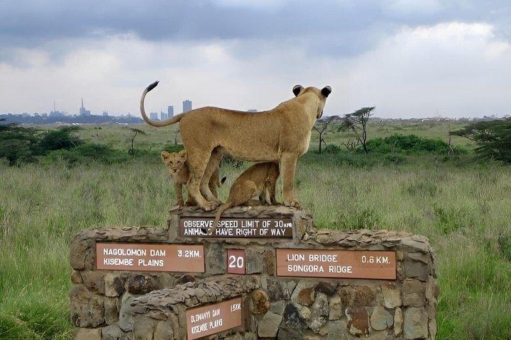 Nairobi: 5-Hour Nairobi National Park Safari Morning and Evening
