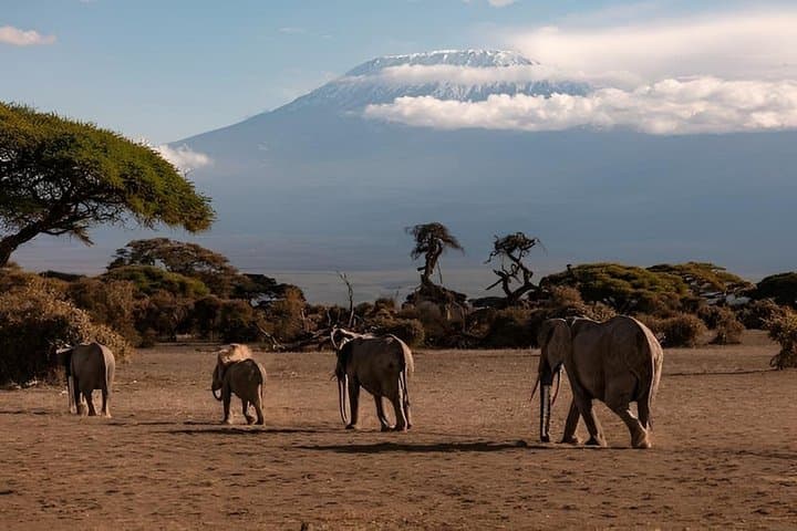 Nairobi: A Day Trip to Amboseli National Park