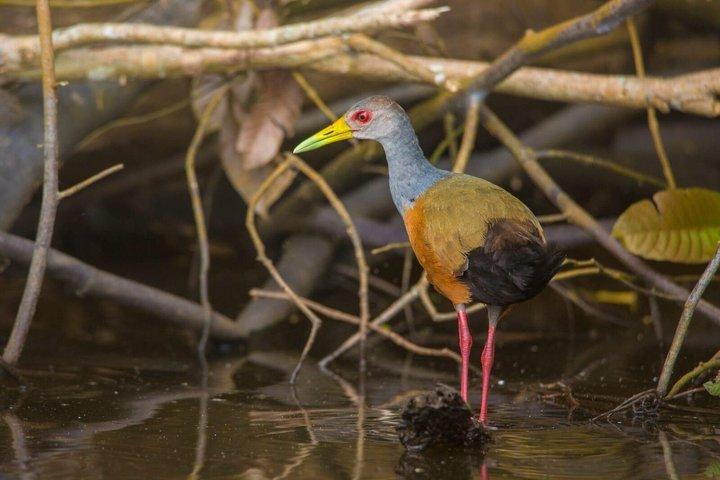 Lake Sandoval Day Trip With wildlife Observation and Jungle Hike.