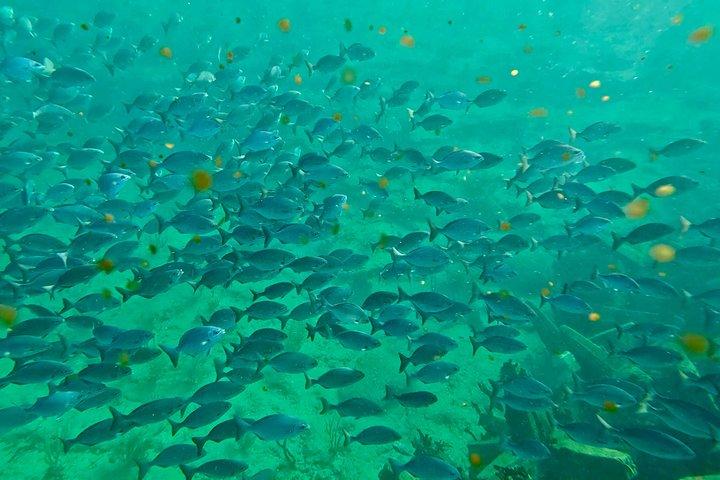 Fort Lauderdale: Ocean Reef Snorkeling Tour w/ Snacks & Drinks