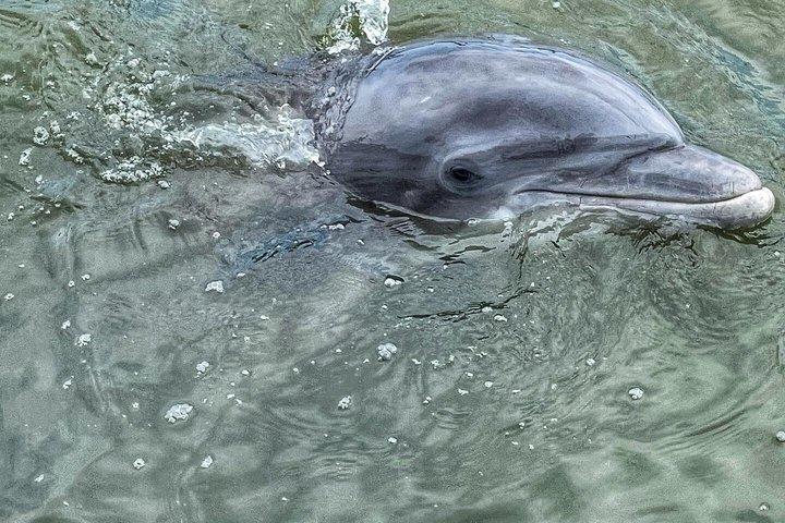 90 Minute Hilton Head Dolphin Tour