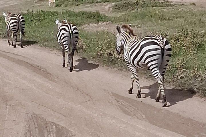 6 Day 5 Night Tanzania safari amazing adventure