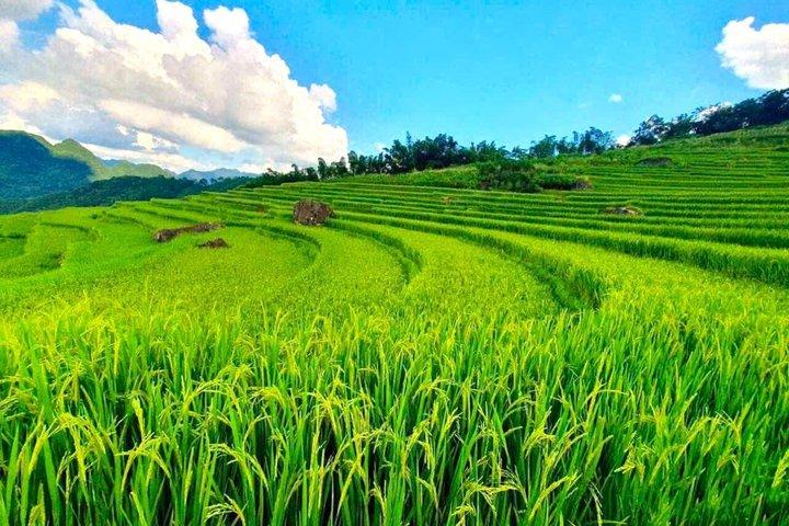 From Hanoi/Ninh Binh:Pu Luong Trekking Authentic Village Day Trip