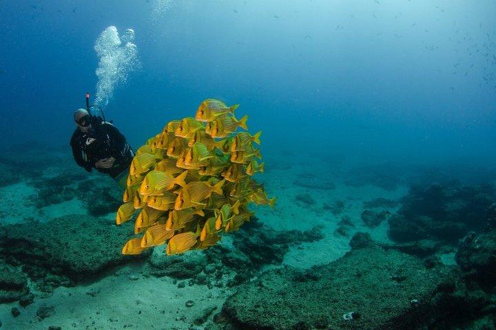 Cabo San Lucas Certified Scuba Diving: 2 Dives with Private Guide