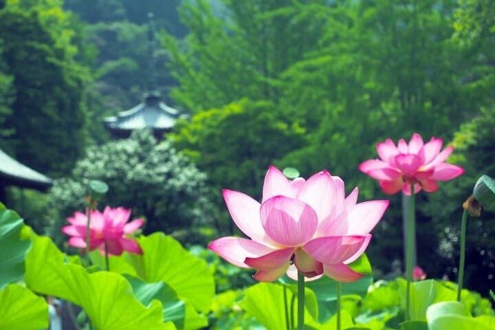 Uji Matcha and Hidden Flower Temples Private Tour from Osaka