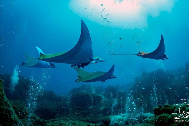 Diving on Terceira Azores Island