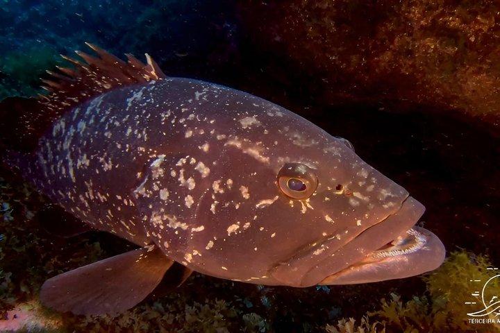 Diving on Terceira Azores Island