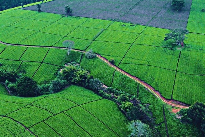Kiambethu Tea Farm Full-Day Guided Tour from Nairobi with Lunch