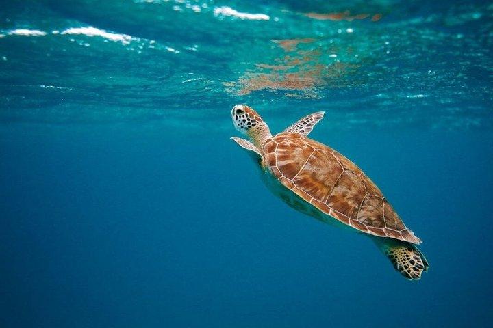 Cancun: 4-Stop Snorkeling Tour, Turtles,Reef,Shipwreck & Cenote