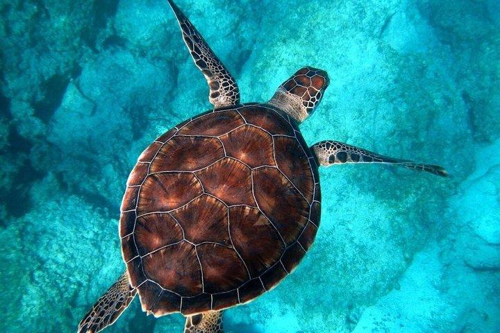 Cancun: 4-Stop Snorkeling Tour, Turtles,Reef,Shipwreck & Cenote