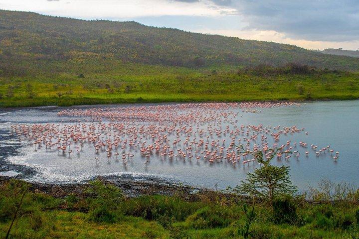 Arusha National Park Full-Day Safari
