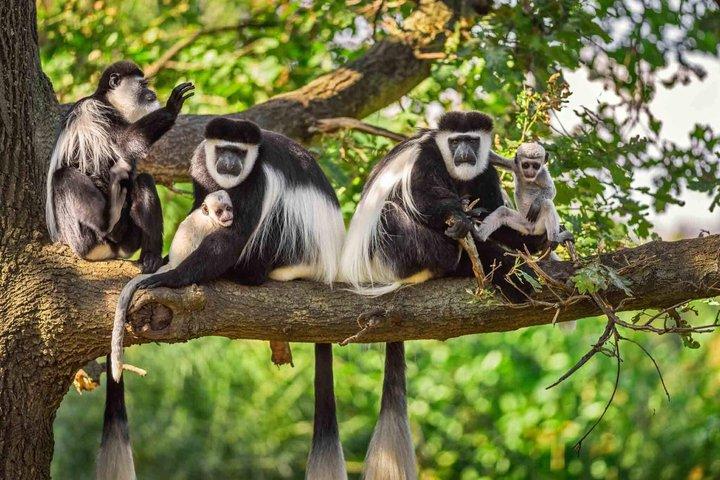 Arusha National Park Full-Day Safari