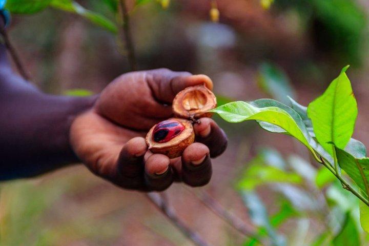 Zanzibar Spice Tour and Cooking Class