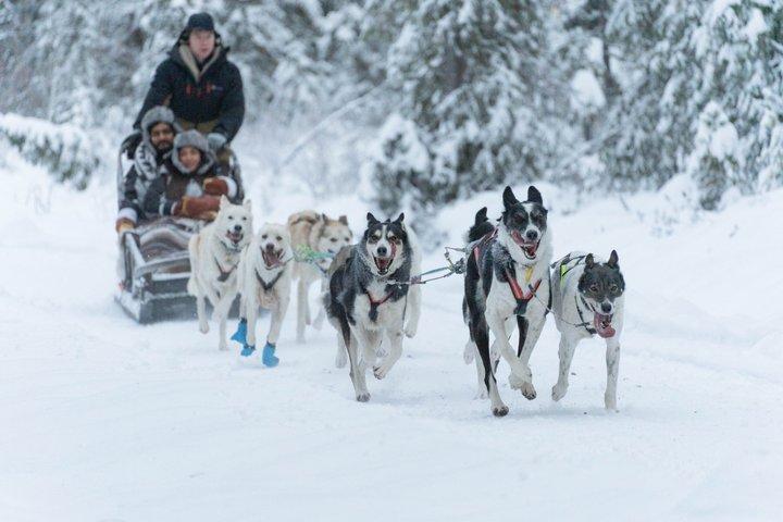 Local Husky Experience with Sled Ride and Photographer