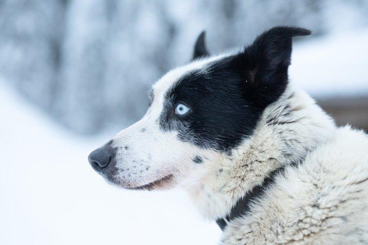 Local Husky Experience with Sled Ride and Photographer