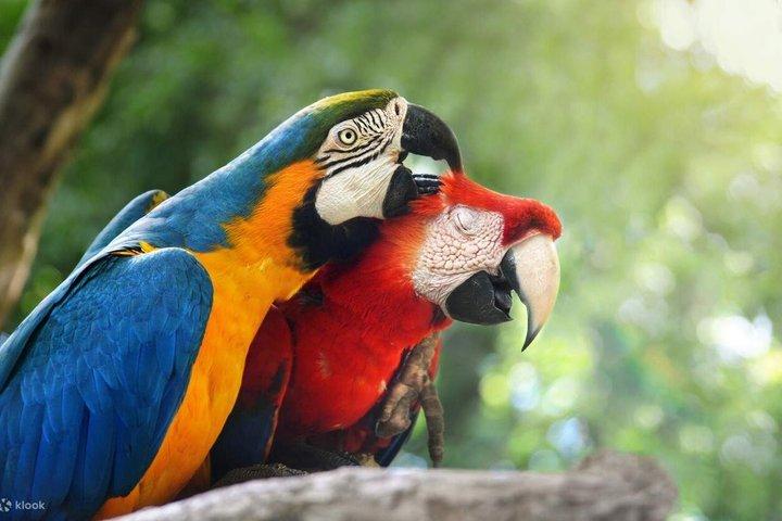 Tambopata Chuncho Macaw Clay Lick Full Day Jungle Adventure