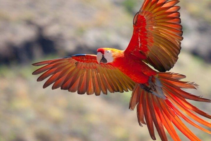 Tambopata Chuncho Macaw Clay Lick Full Day Jungle Adventure