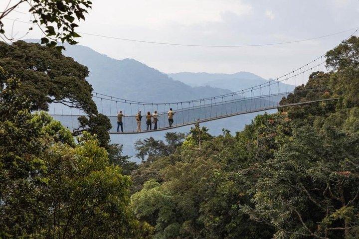 1-day Nyungwe N.P Adventure : Canopy Walk and Zipline Included