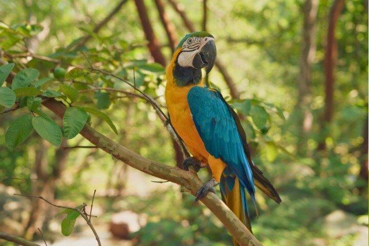 Tambopata 4 Day Amazon Jungle Adventure from Puerto Maldonado