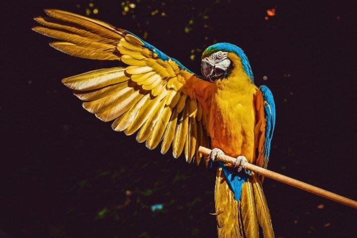 Tambopata 4 Day Amazon Jungle Adventure from Puerto Maldonado