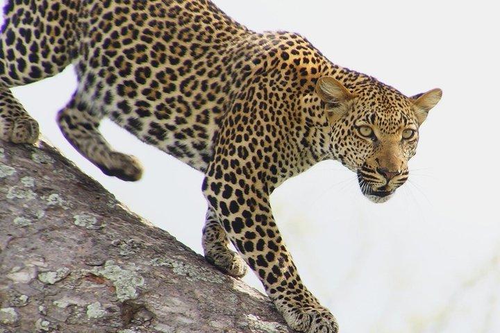 Mikumi National Park Day Trip from Dar es Salaam by SGR Train