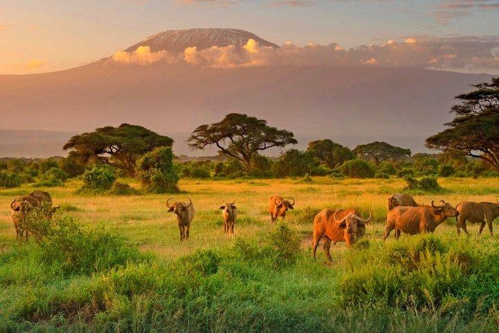 10 Days 9 Nights East Africa Safari Kenya and Tanzania Tour