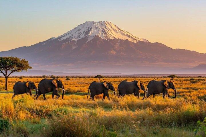 5 Day 4 Night Kenyan Safari Masai Mara and Amboseli Tour