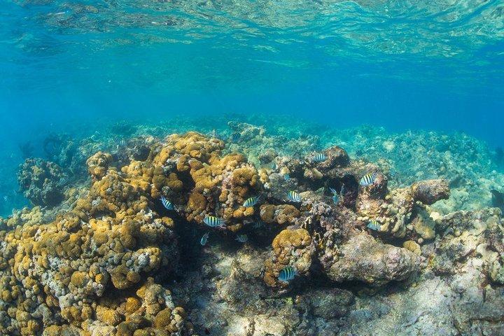 Key West Rum and Reggae: Reef Snorkel Adventure and Sunset Sail
