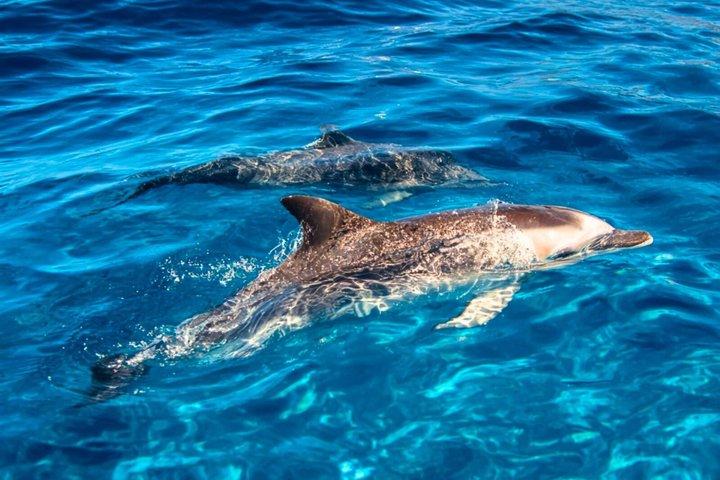 Heraklion: Full Day Sailing Experience-Dia Marine Area with Lunch