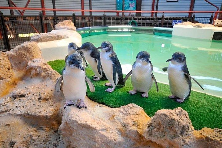 Swan Valley Full Day Tour with Wildlife Encounters