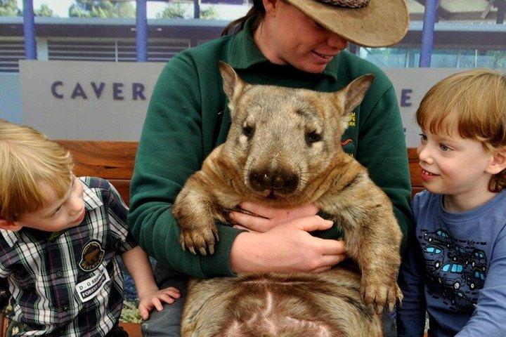Swan Valley Full Day Tour with Wildlife Encounters