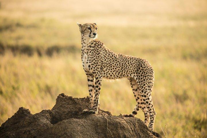 3 Day Tanzania Big Five Joining Group Safari