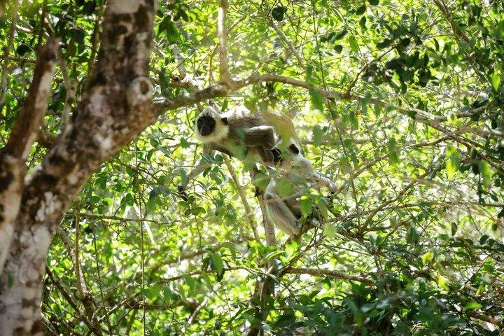 Yala Safari Private Tour From Ahungalla