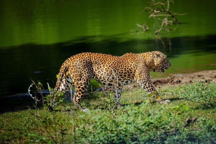 Yala Safari Private Tour From Ahungalla