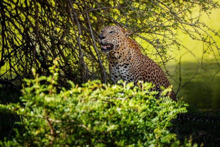 Yala Safari Private Tour From Ahungalla