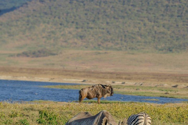 Ngorongoro Crater Joining Group Day Trip Safari