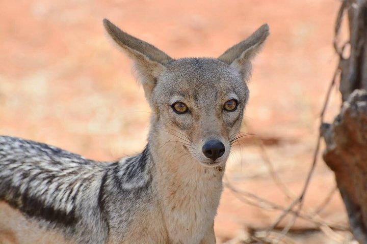 3 Days Serengeti and Ngorongoro Safari Tour