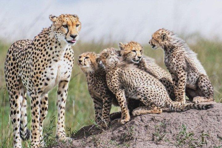 3 Days Serengeti and Ngorongoro Safari Tour