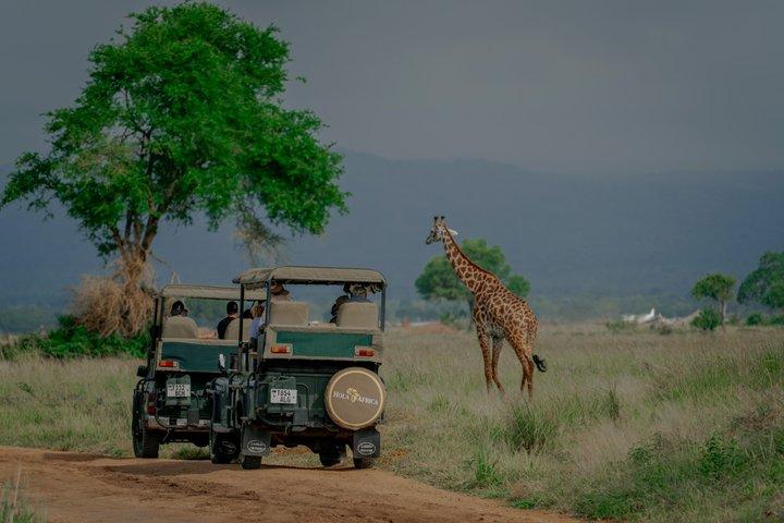 Mikumi National Park Two Day Safari from Dar es Salaam by Train