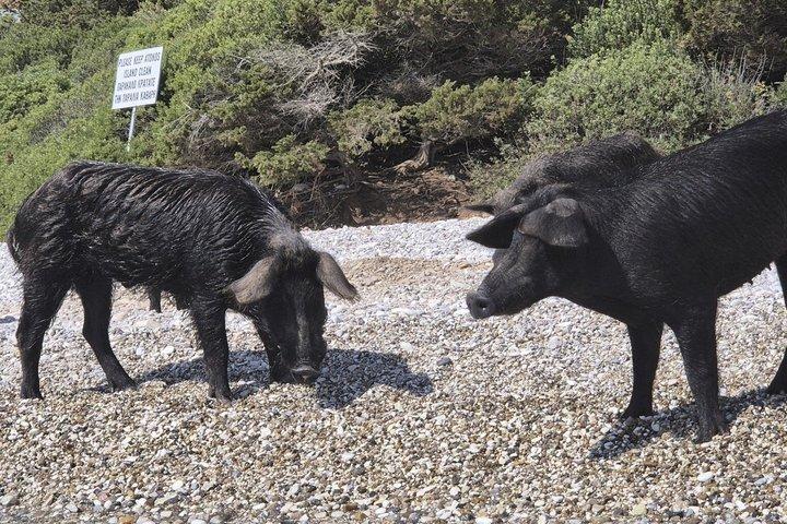 Visit Pigs Bay in Atokos Island on a Private Half Day Cruise