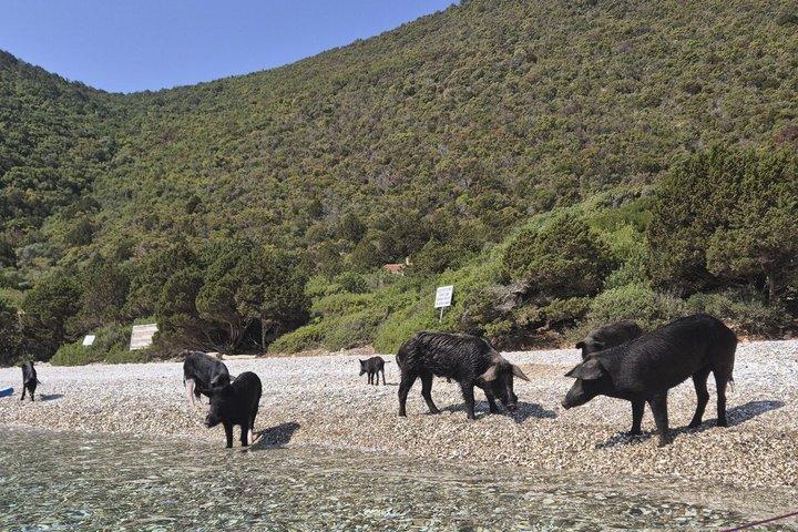 Visit Pigs Bay in Atokos Island on a Private Half Day Cruise