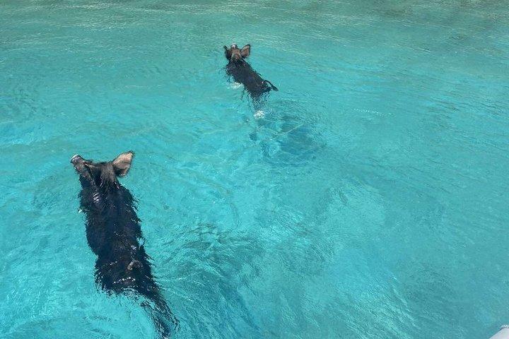 Visit Pigs Bay in Atokos Island on a Private Half Day Cruise