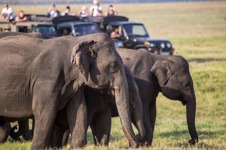 Minneriya premium Elephant Safari with expert Guide