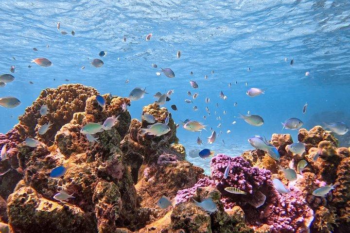 Boat tour + snorkeling in a preserved lagoon - Mobydick Tahiti