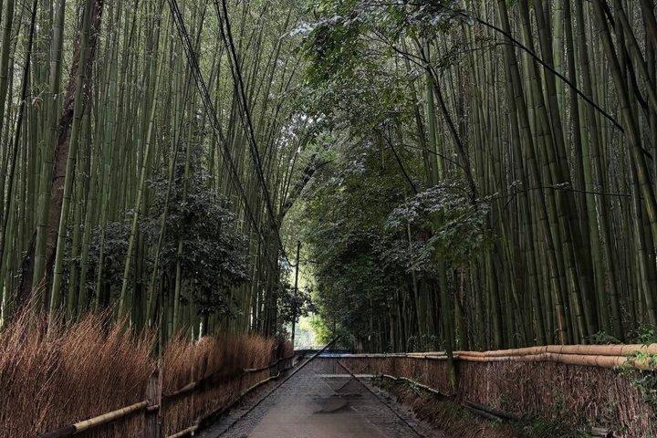 Kyoto Arashiyama Easy Walk Tour