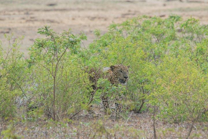 Private Wildlife Safari in Yala National Park Half Day Tour